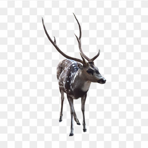 Deer free png image